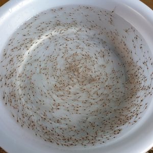 Tôm thẻ giống Lộc Vàng